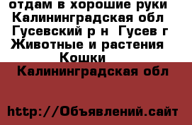 отдам в хорошие руки - Калининградская обл., Гусевский р-н, Гусев г. Животные и растения » Кошки   . Калининградская обл.